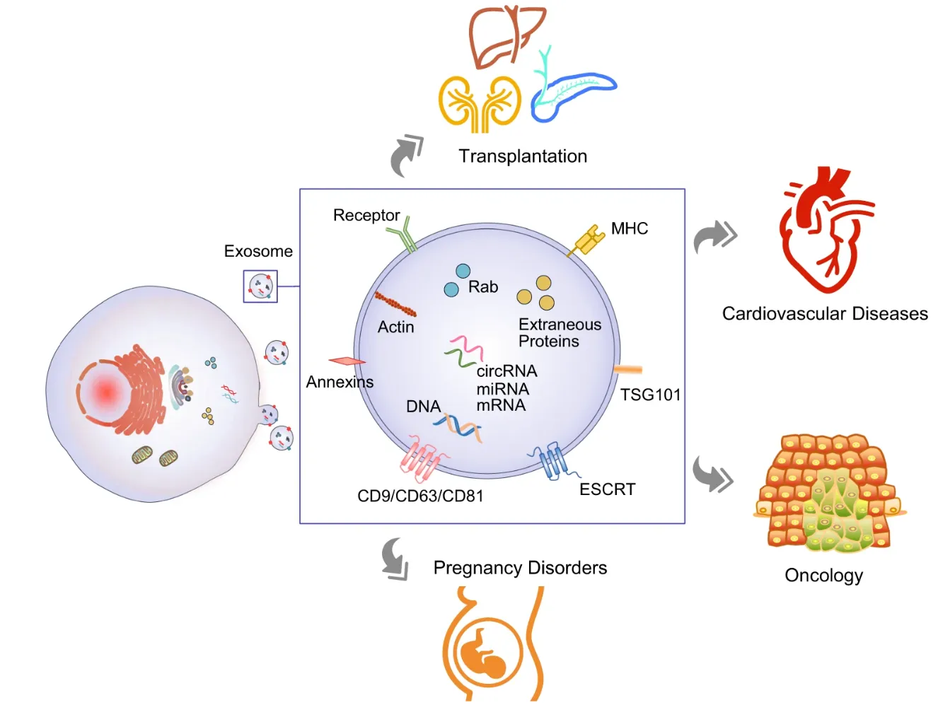 1950819725065895936-1897586542282133504-exosome-applications1.png