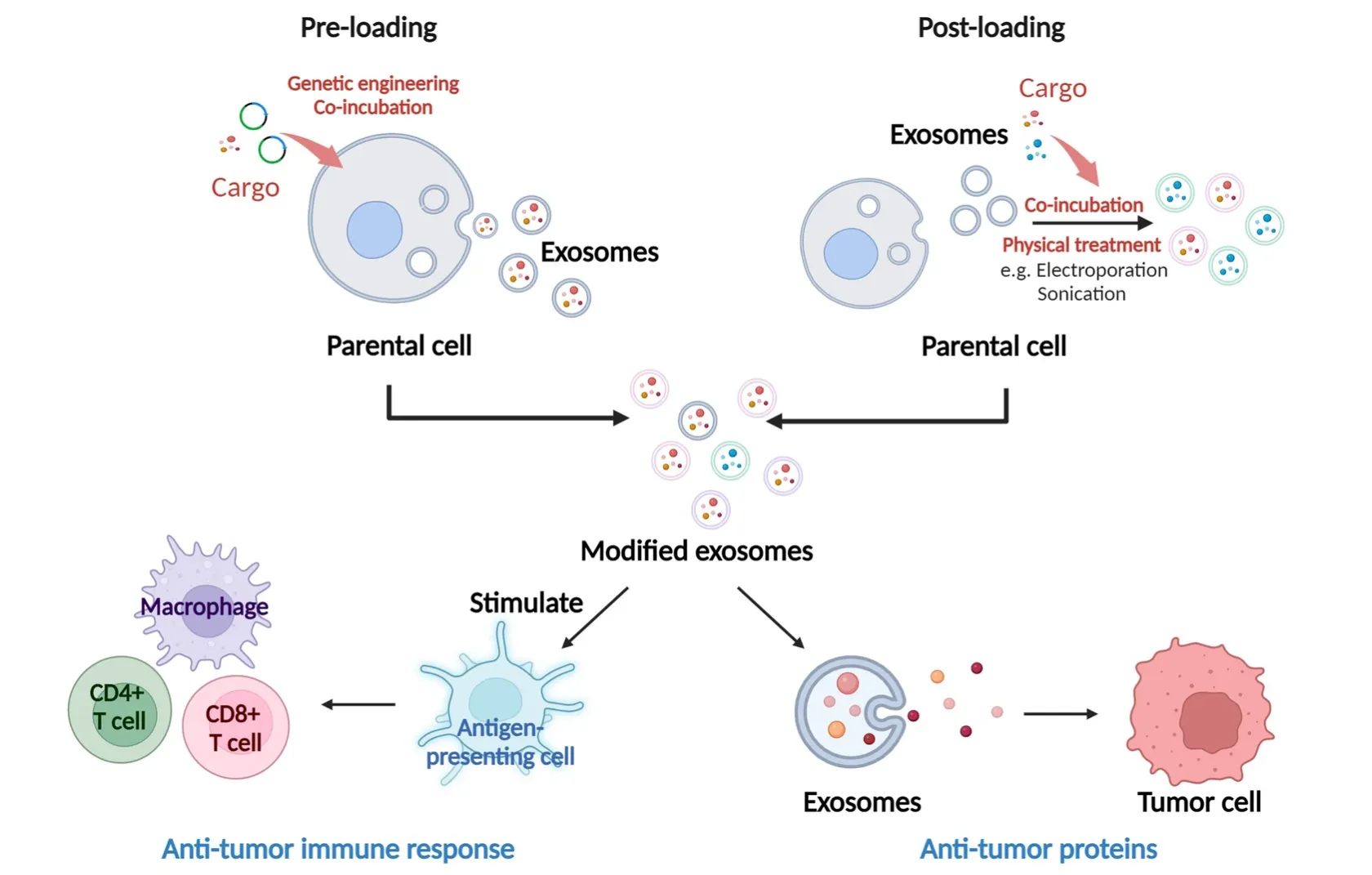1950819726693285888-1897584895006986240-exosome-applications3.png