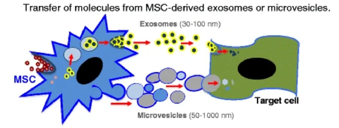 1950819727565701120-1897824461374738432-exosome-applications4.png