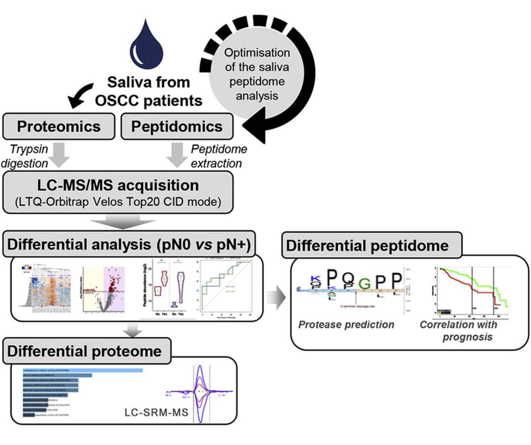 1950801517418762240-pharmacopeptidomics-research-service1.png
