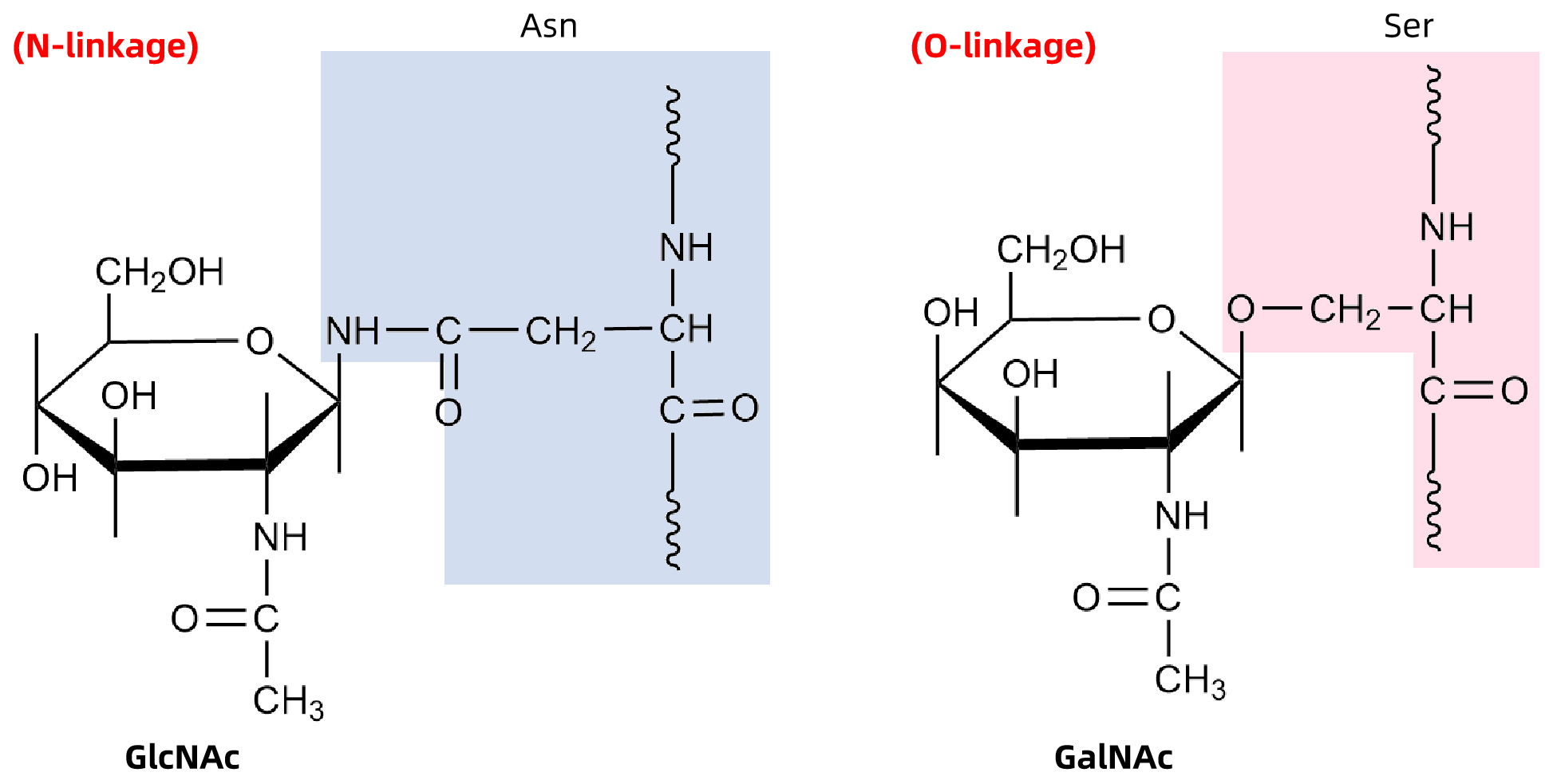 1951201136002846720-n-glycan-liberation-service1.png
