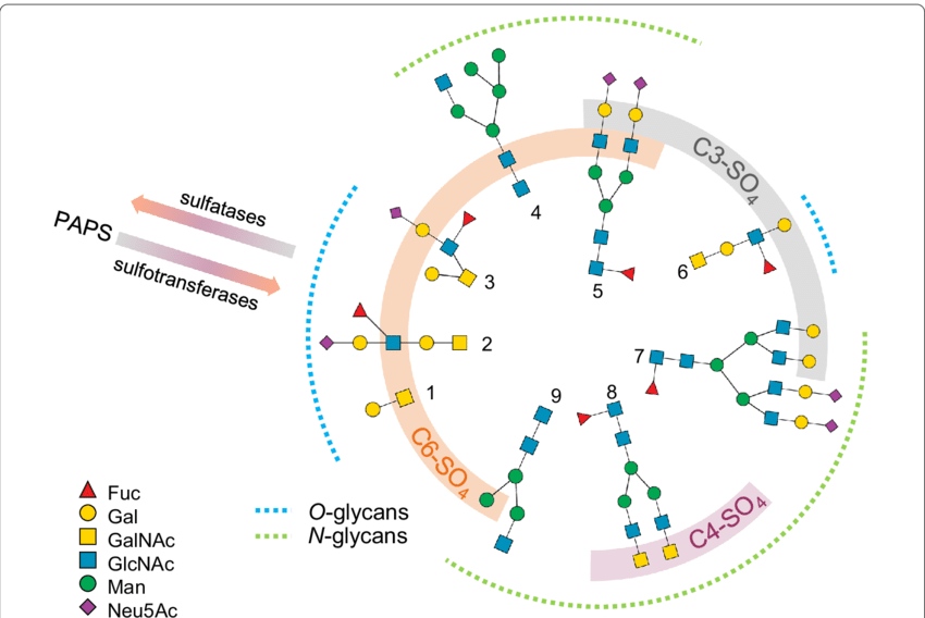 1951210632439779328-glycan-sulfation-modification-analysis-service1.png