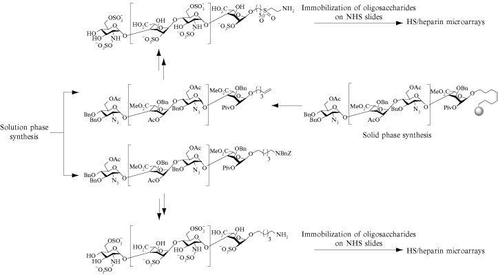 1951213913618632704-heparin-sulfate-microarray-service2.jpg