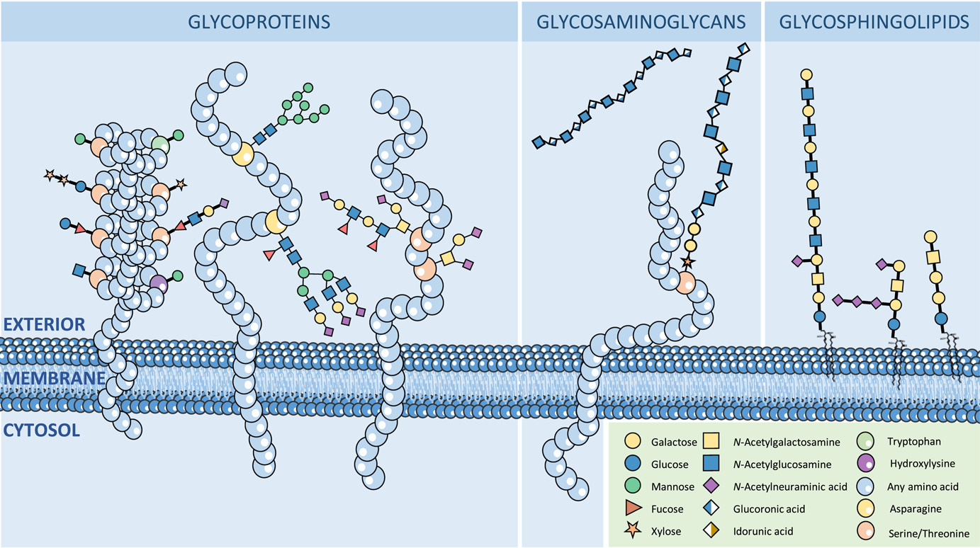 1952299670169047040-glycan-separation-and-purification-services1.jpg