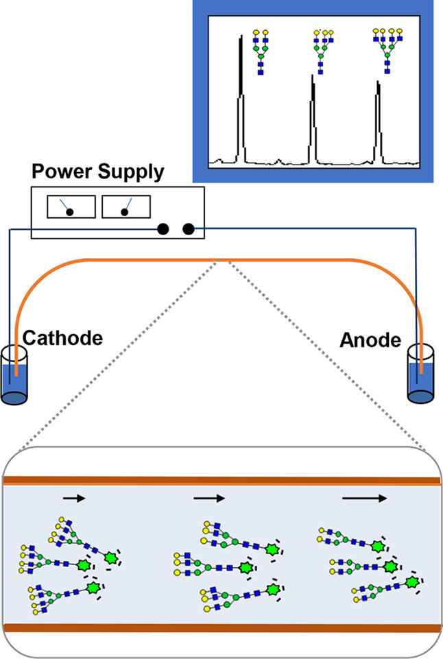 1952299783566249984-glycan-separation-and-purification-services2.jpeg