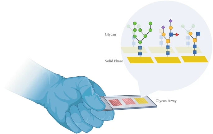 1952299805666037760-pathogen-associated-glycan-microarray-service1.webp