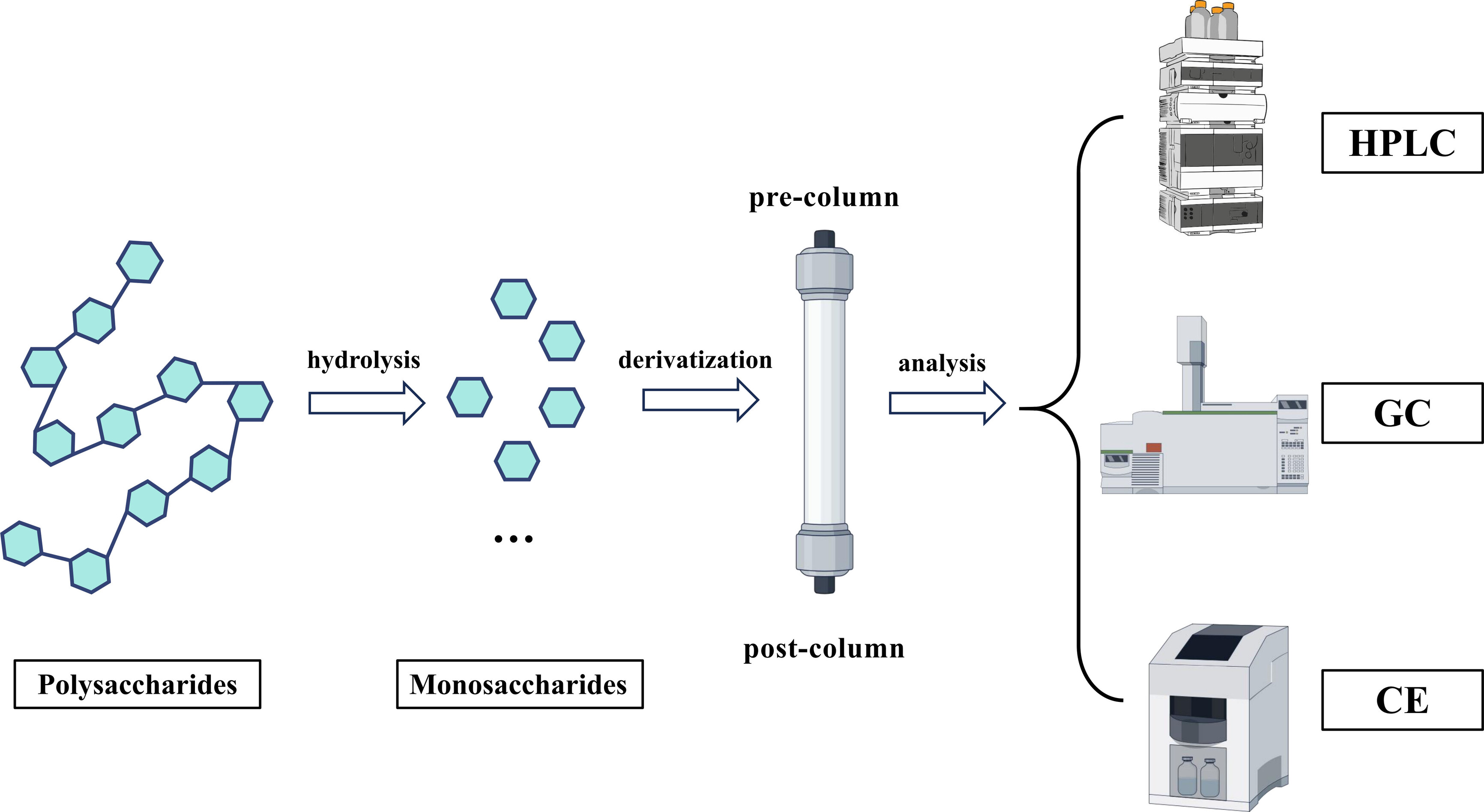 1952658069821968384-monosaccharide-composition-analysis-service1.jpg