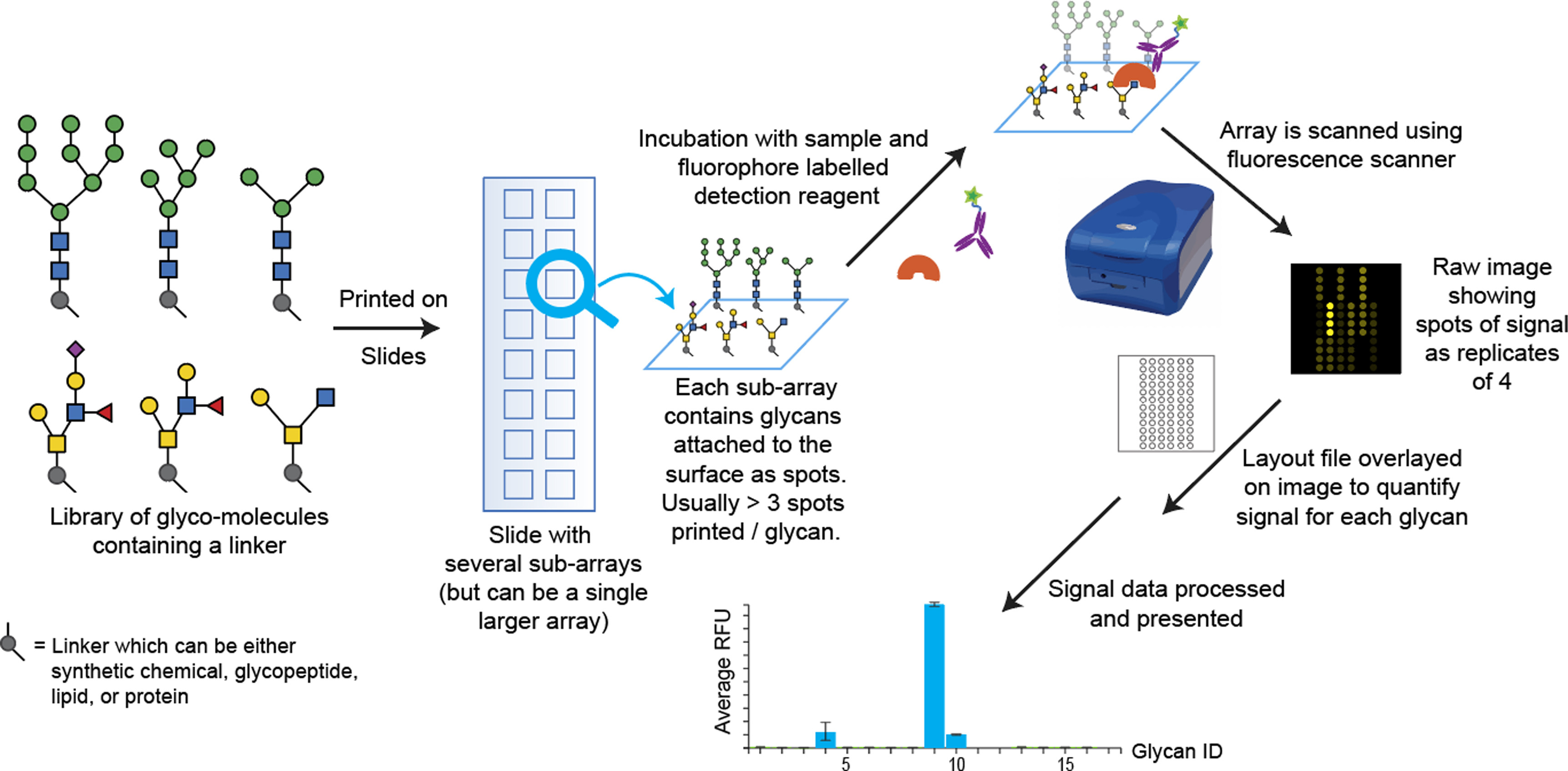 1952659126887239680-glycoengineering-microarray-service1.jpg