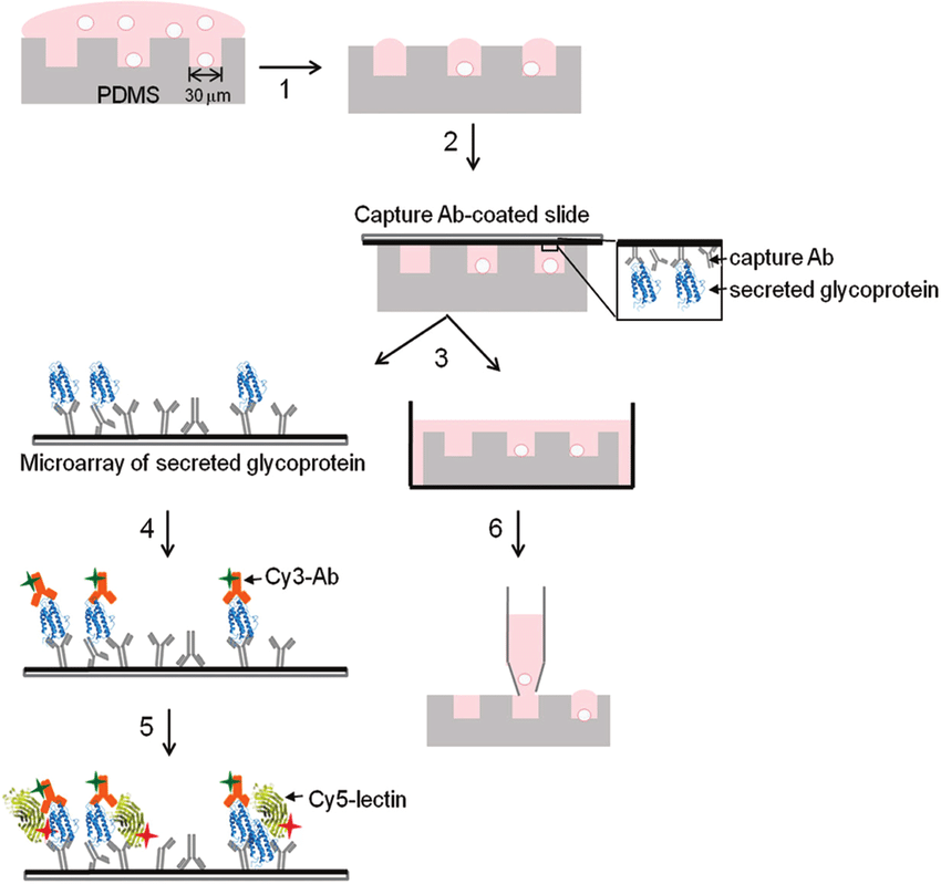 1952663935581278208-glycoprotein-microarray-service1.png