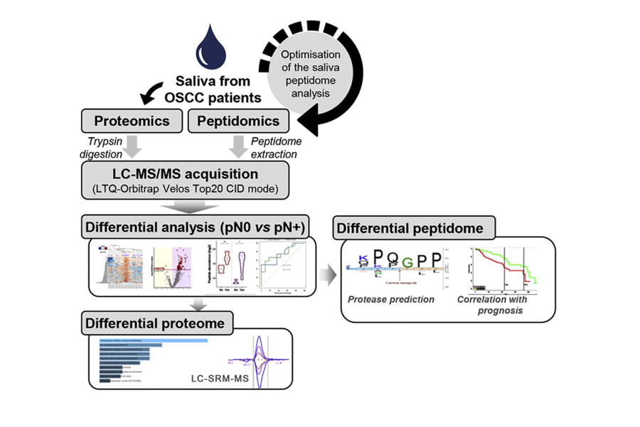 1952905213671161856-peptidomics-based-drug-discovery-service1.png