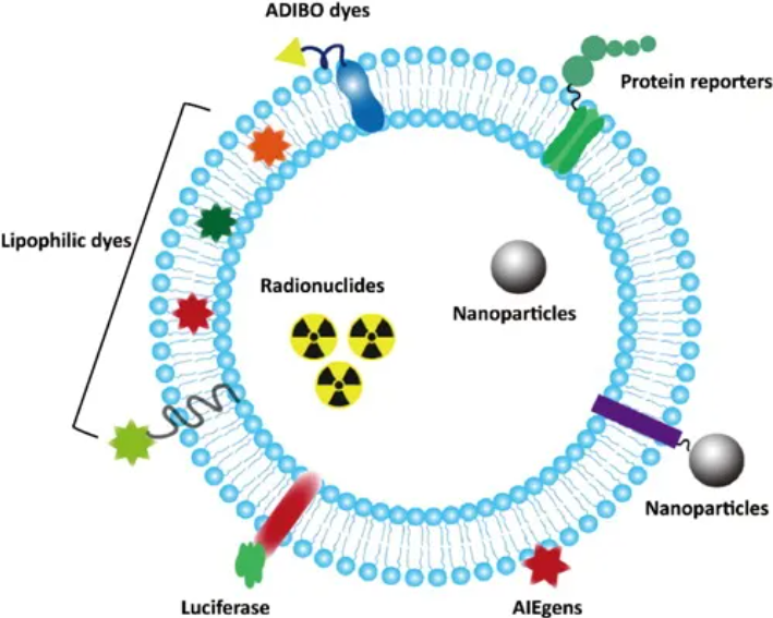1952914825258516480-exosome-engineering1.png