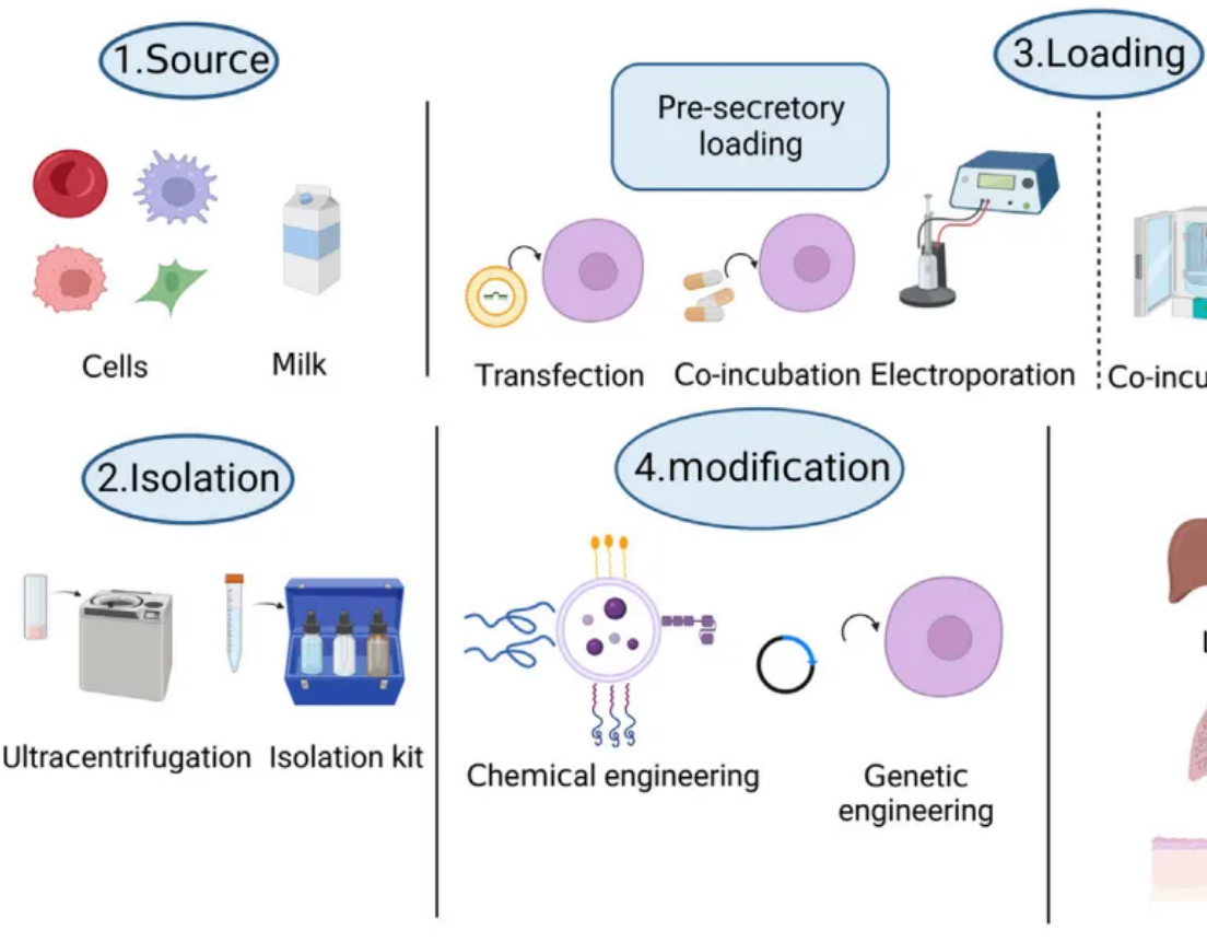 1952914933110849536-exosome-engineering2.png