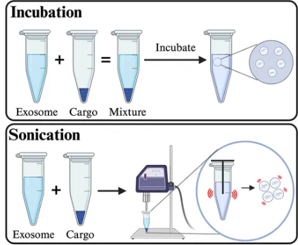 1952914969311887360-exosome-engineering3.png
