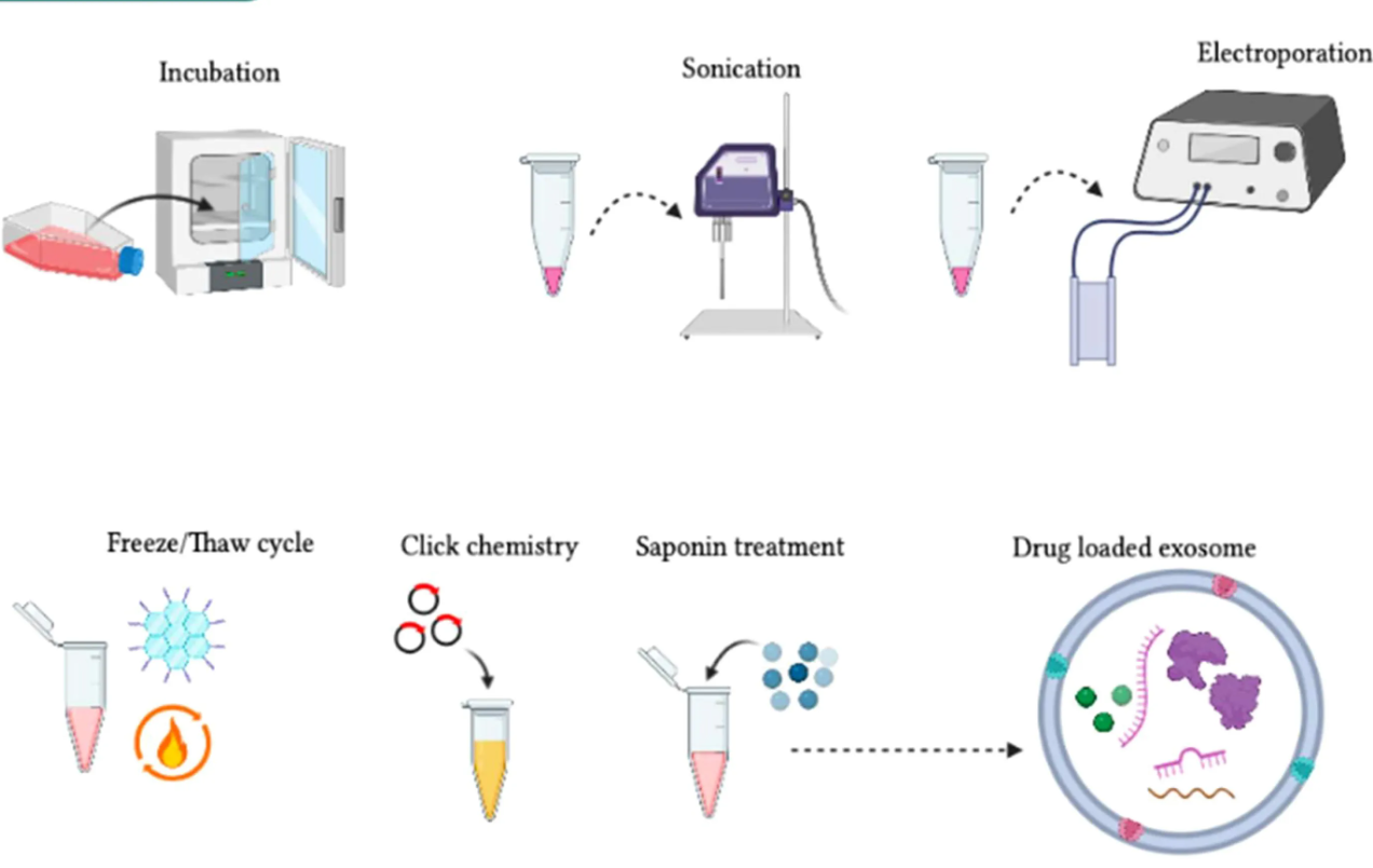 1952915006389534720-exosome-engineering4.png