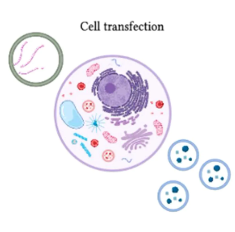 1952915045983764480-exosome-engineering5.png