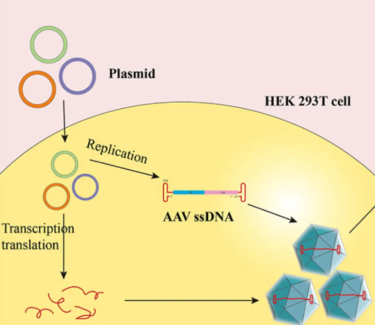 1952915131832778752-exosome-engineering6.png