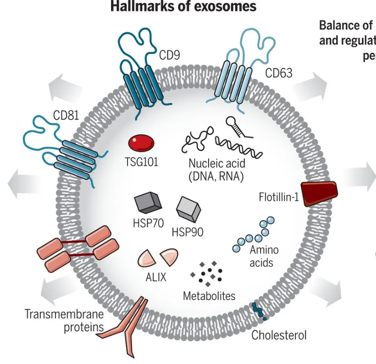 1952917586788270080-exosome-function1.png