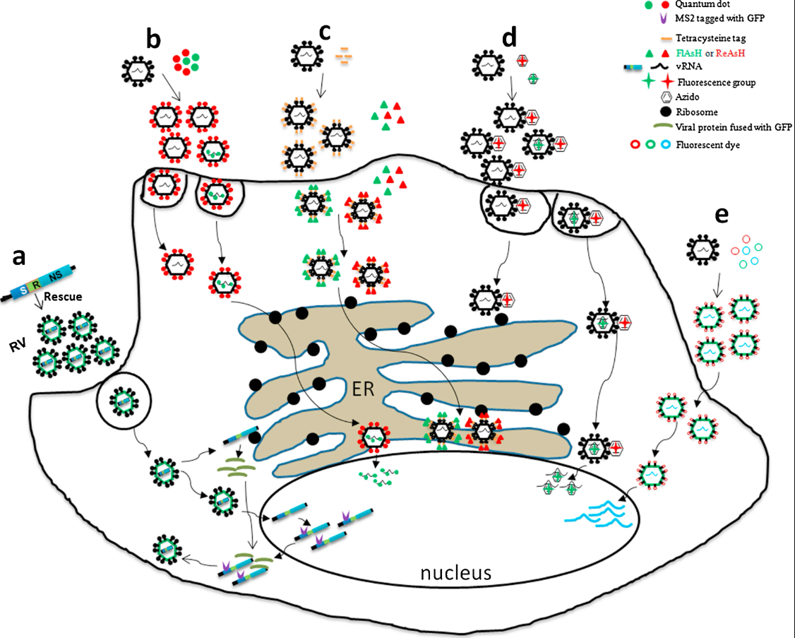 1952917708108513280-exosome-function3.png