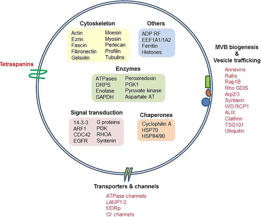 1952917749166555136-exosome-function4.png
