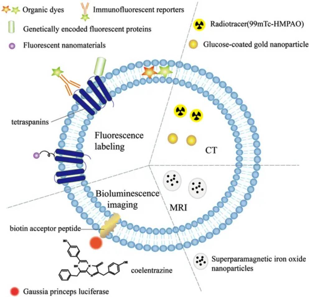 1952917812521517056-exosome-function5.png
