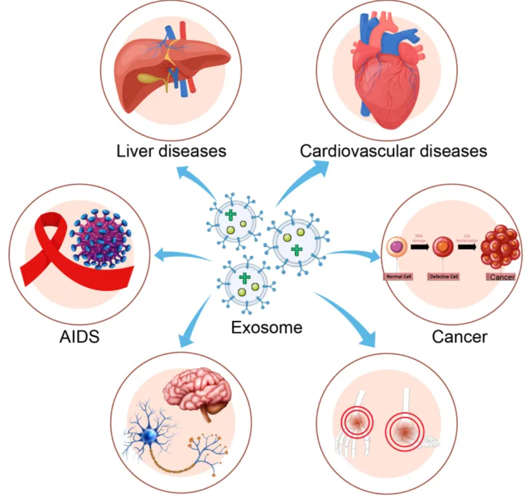 1952917877386428416-exosome-function6.png