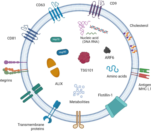 1952920311823384576-exosome-application1.png