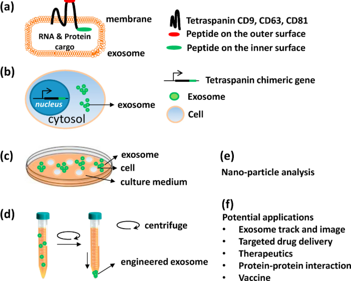 1952920392165277696-exosome-application2.png