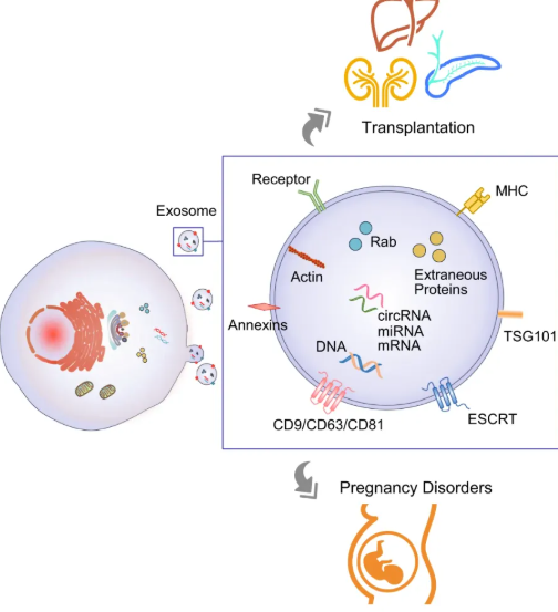 1952920424738242560-exosome-application3.png