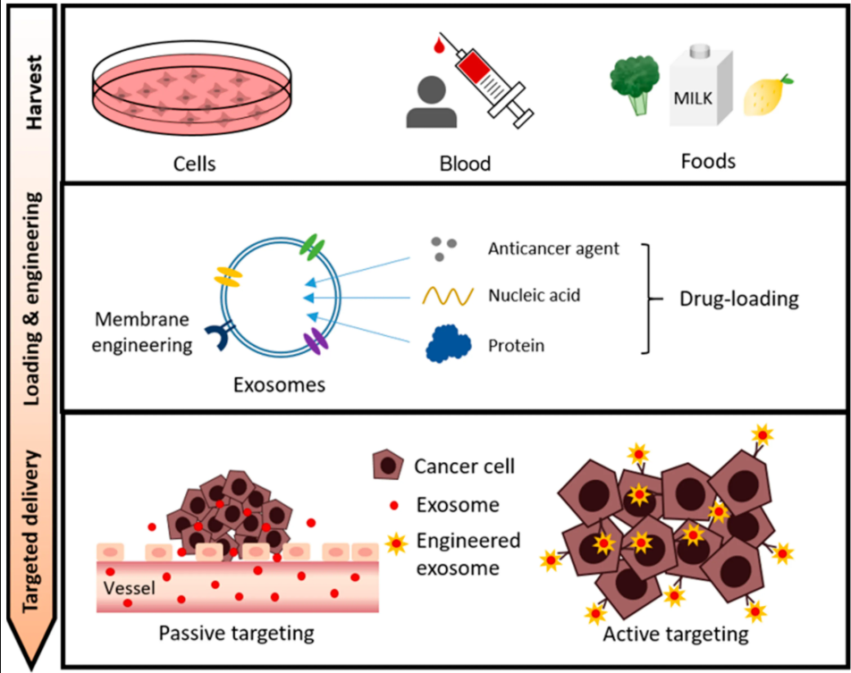 1952920462759608320-exosome-application4.png