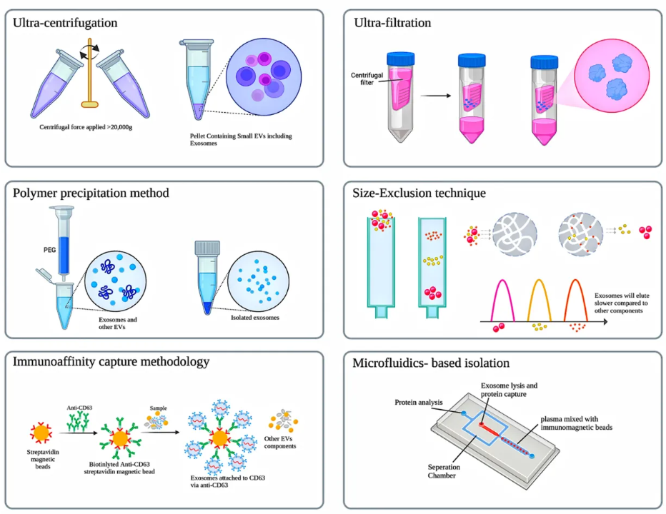 1952920498033704960-exosome-application5.png