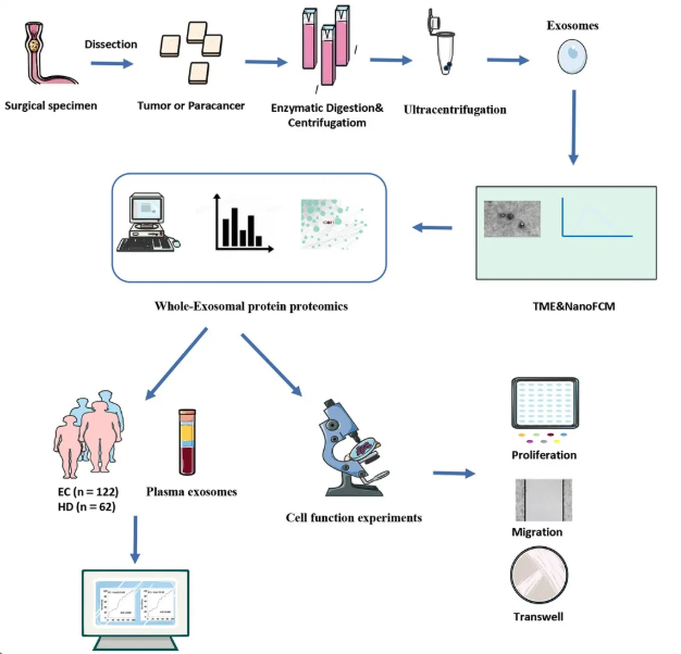 1952920555592138752-exosome-application7.png