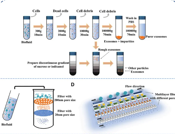 1952928134389088256-exosome-manufacturing2.png