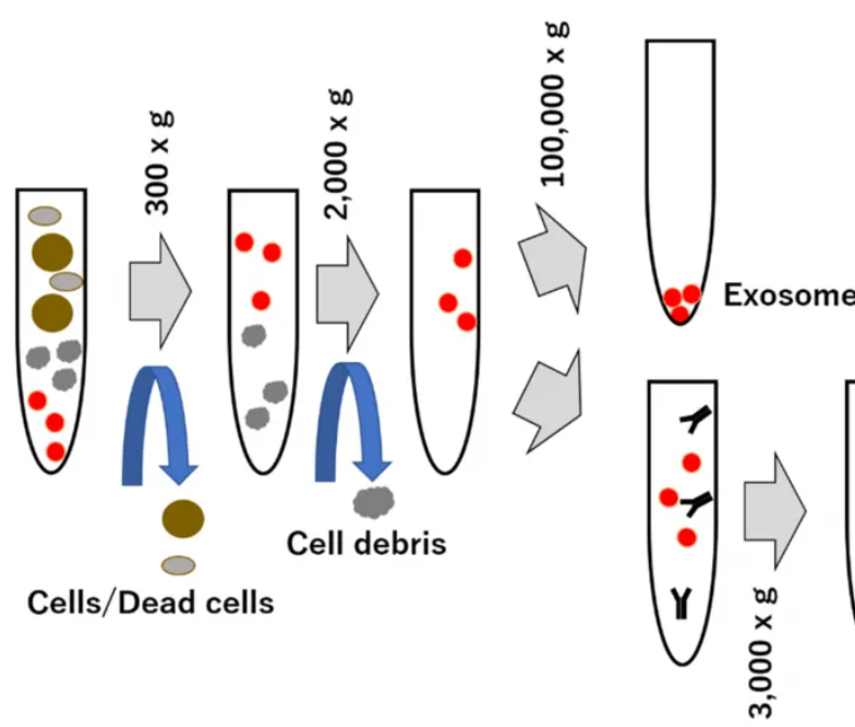 1952928257240252416-exosome-manufacturing4.png