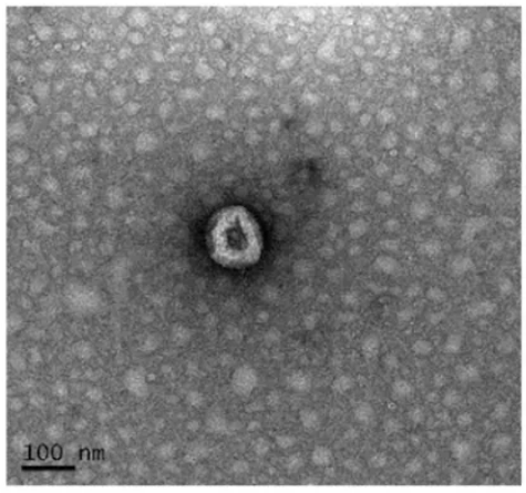 1952928288848527360-exosome-manufacturing5.png