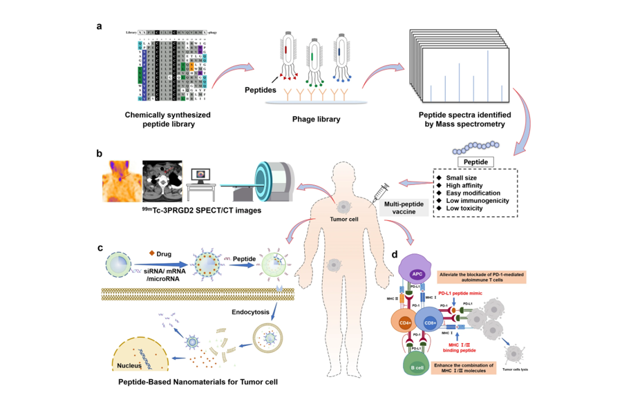 1952932336679043072-peptidomics-based-drug-discovery-service6.png