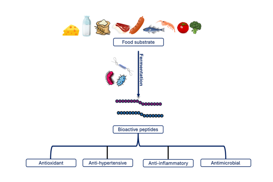 1952936668921118720-peptidomics-based-food-industry-research-service2.png