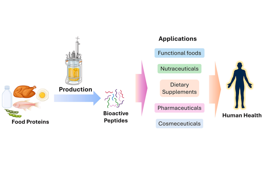 1952939270949879808-peptidomics-based-food-industry-research-service4.png