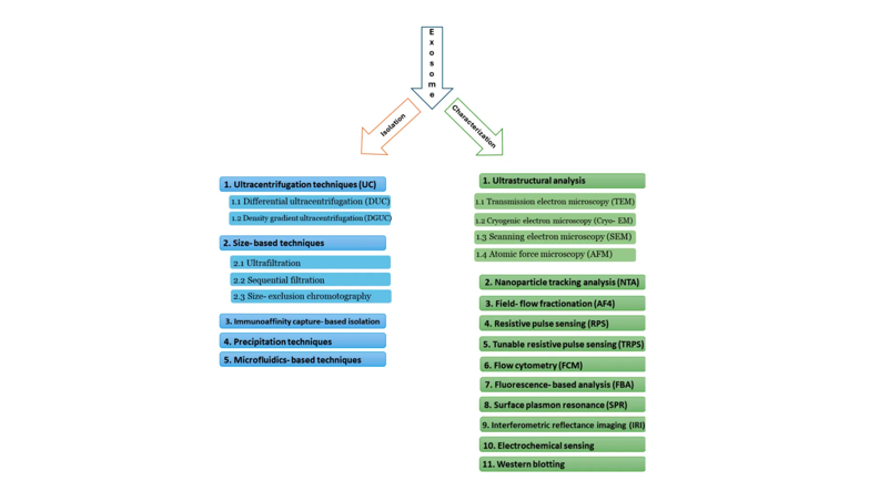 1952961581648232448-exosome-profiling2.png