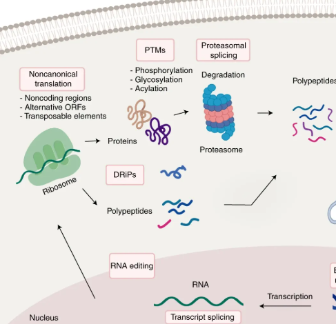 1952965391225503744-peptide-service4.png