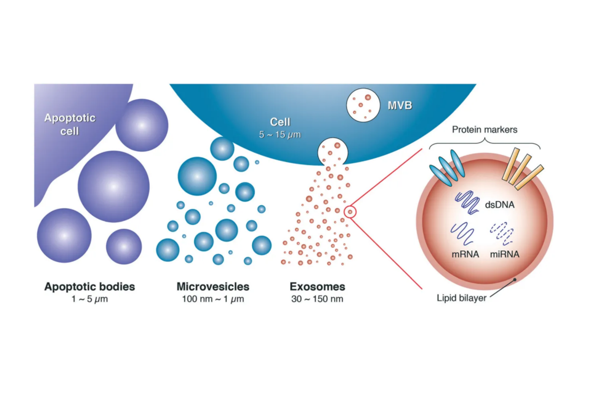 1952970738489147392-exosome-services1.png