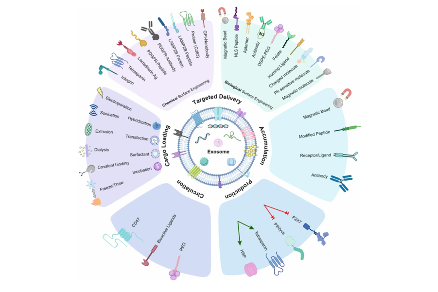 1952971448664506368-exosome-services2.png