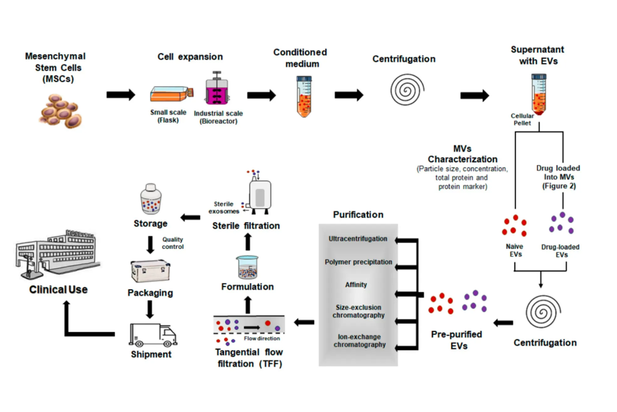 1952972733253992448-exosome-services4.png