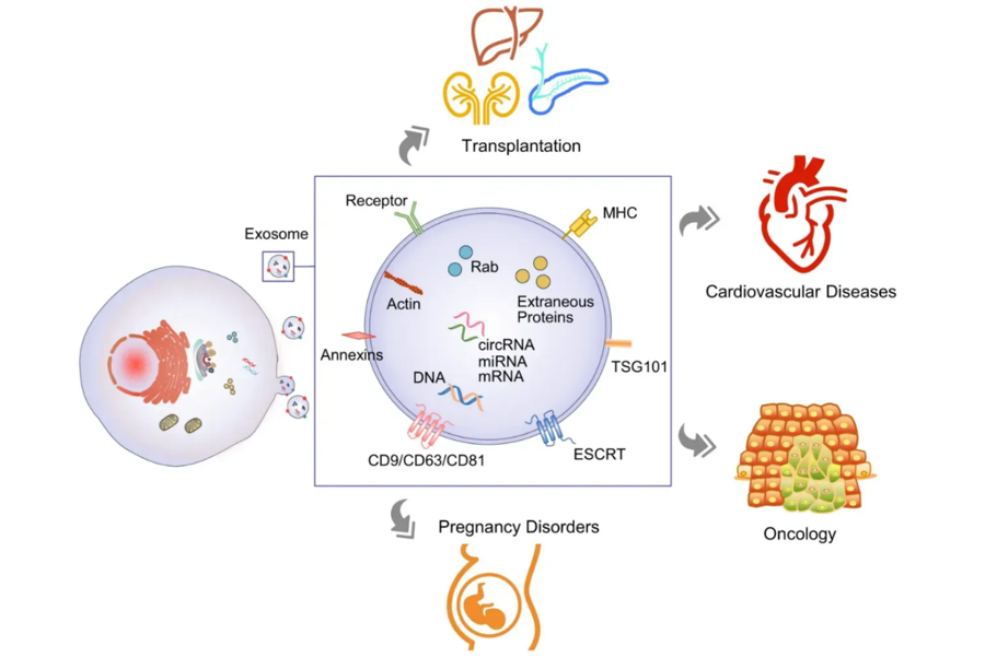 1952973462614097920-exosome-services5.png