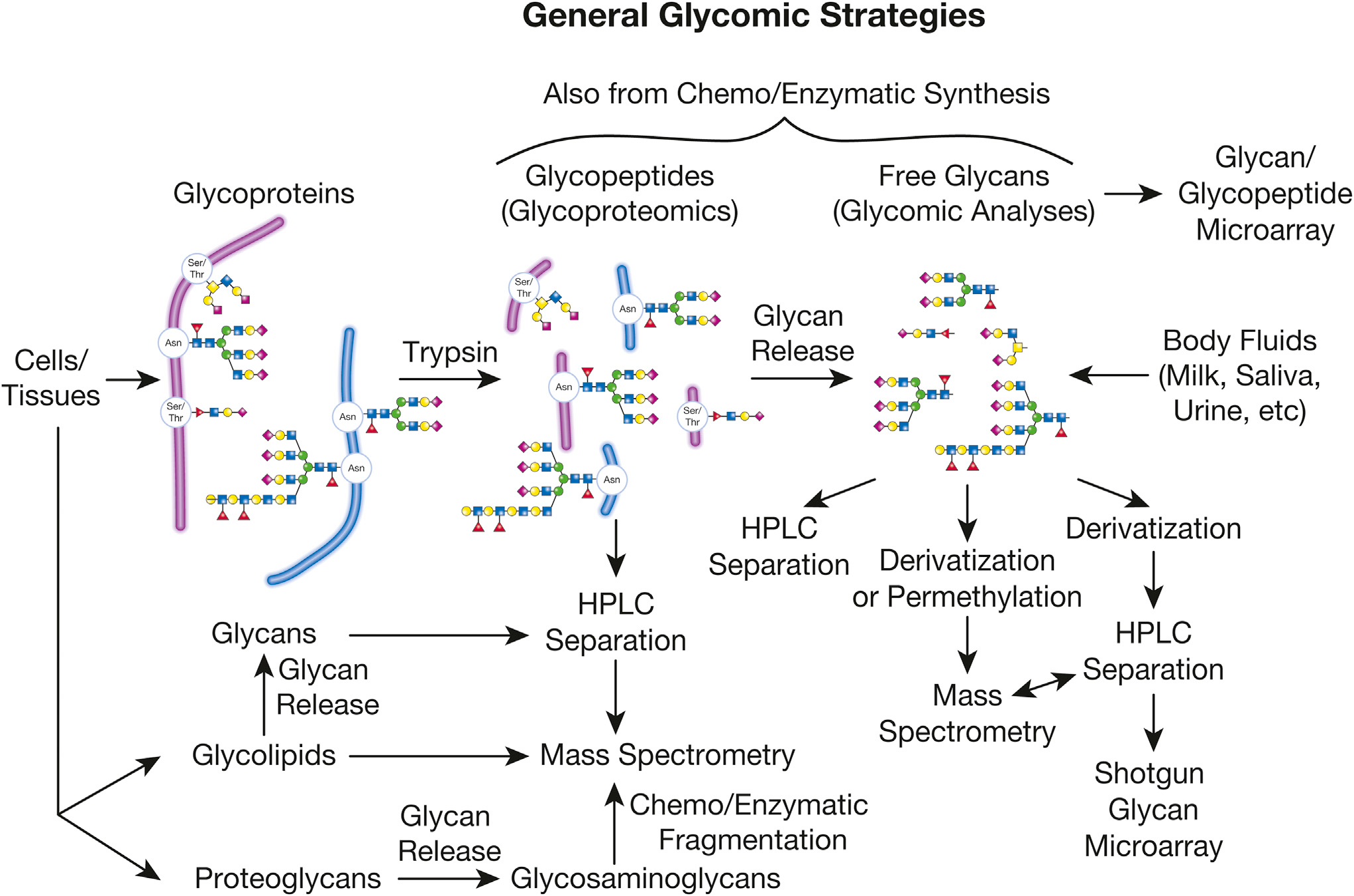 1953027663197159424-1953021375552278528-glycomics-service1.png