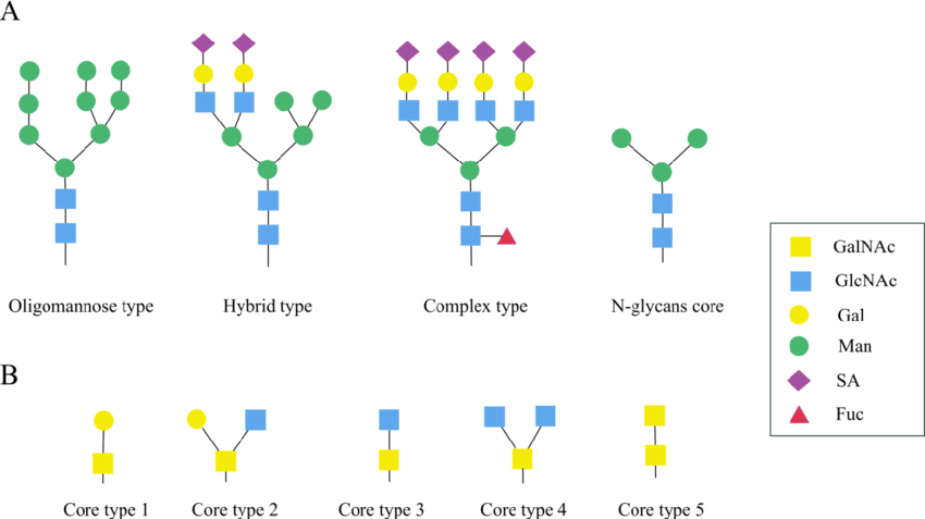 1953019716608577536-glycan-linkage-type-analysis-service1.png