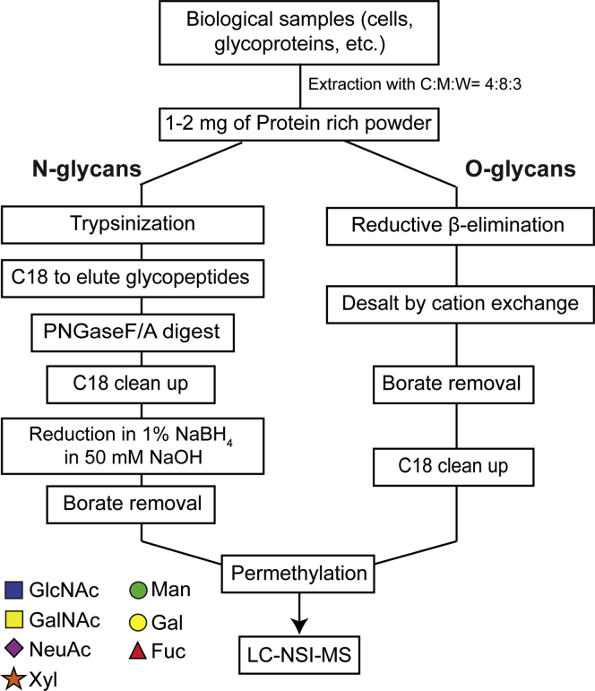 1953019943730139136-glycan-linkage-type-analysis-service2.jpg