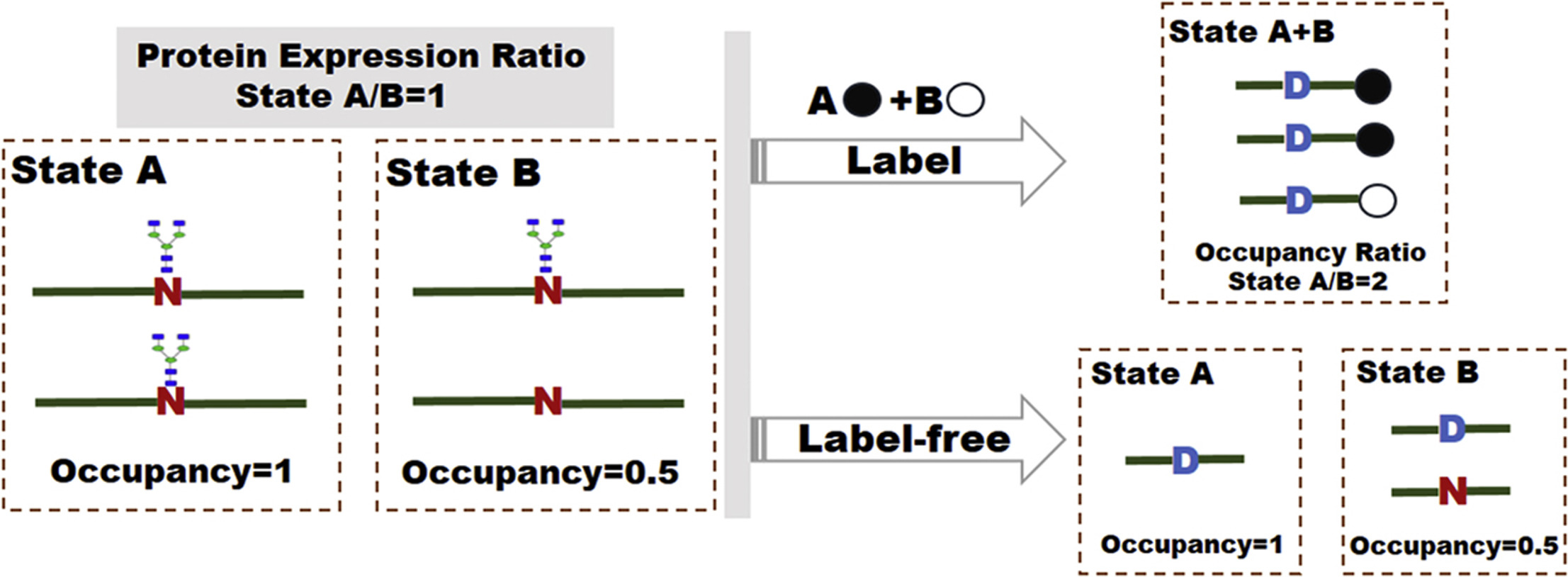 1953022246197514240-n-and-o-glycosylation-site-occupation-analysis-services1.jpg