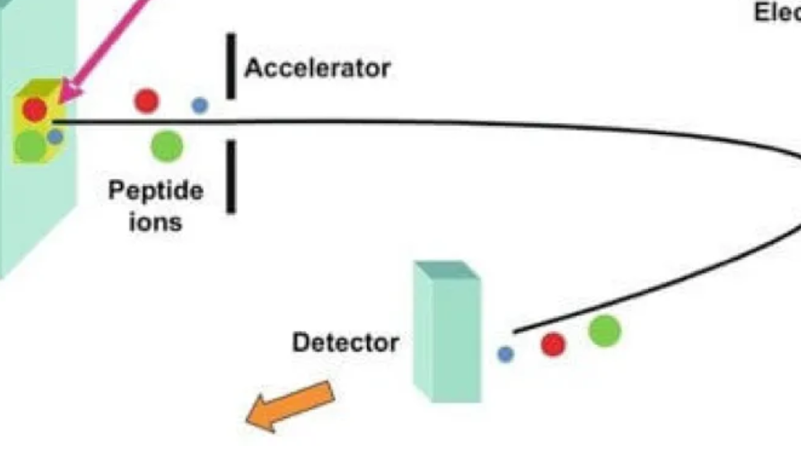 1953361655553376256-primary-structure-analysis1.png