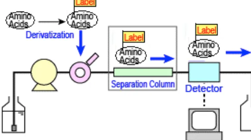 1953361728299384832-primary-structure-analysis2.png