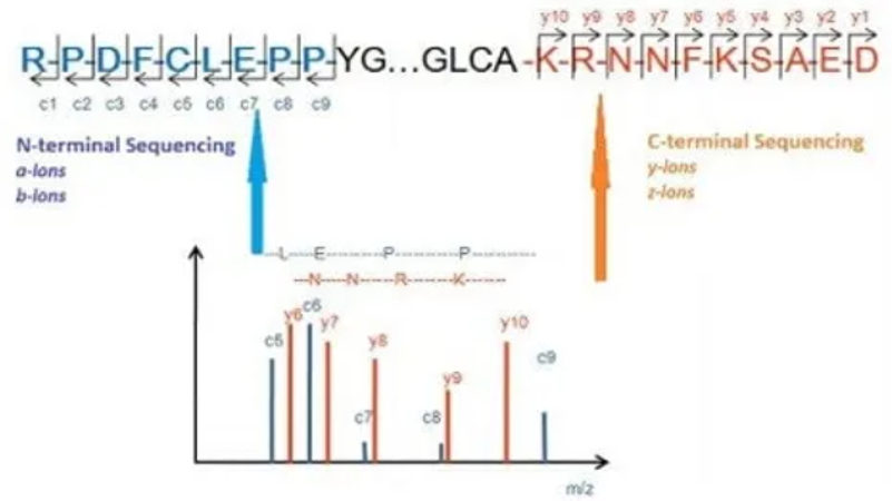 1953361797585092608-primary-structure-analysis3.png